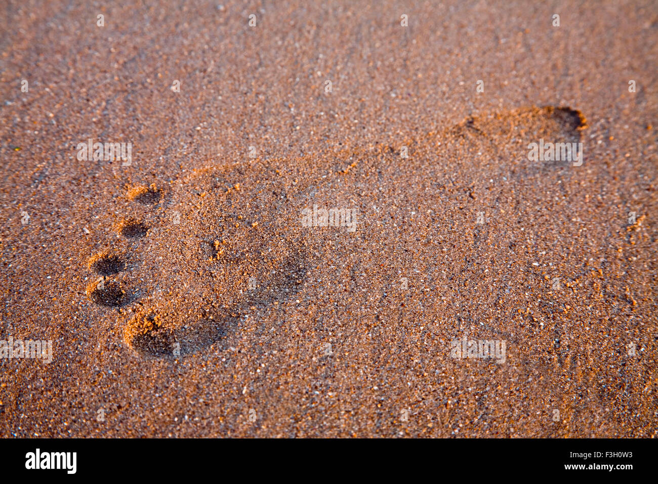 Stampa Footmark sulla sabbia texture ; Aksa beach ; Malad ; Mumbai Bombay ; Maharashtra ; India Foto Stock