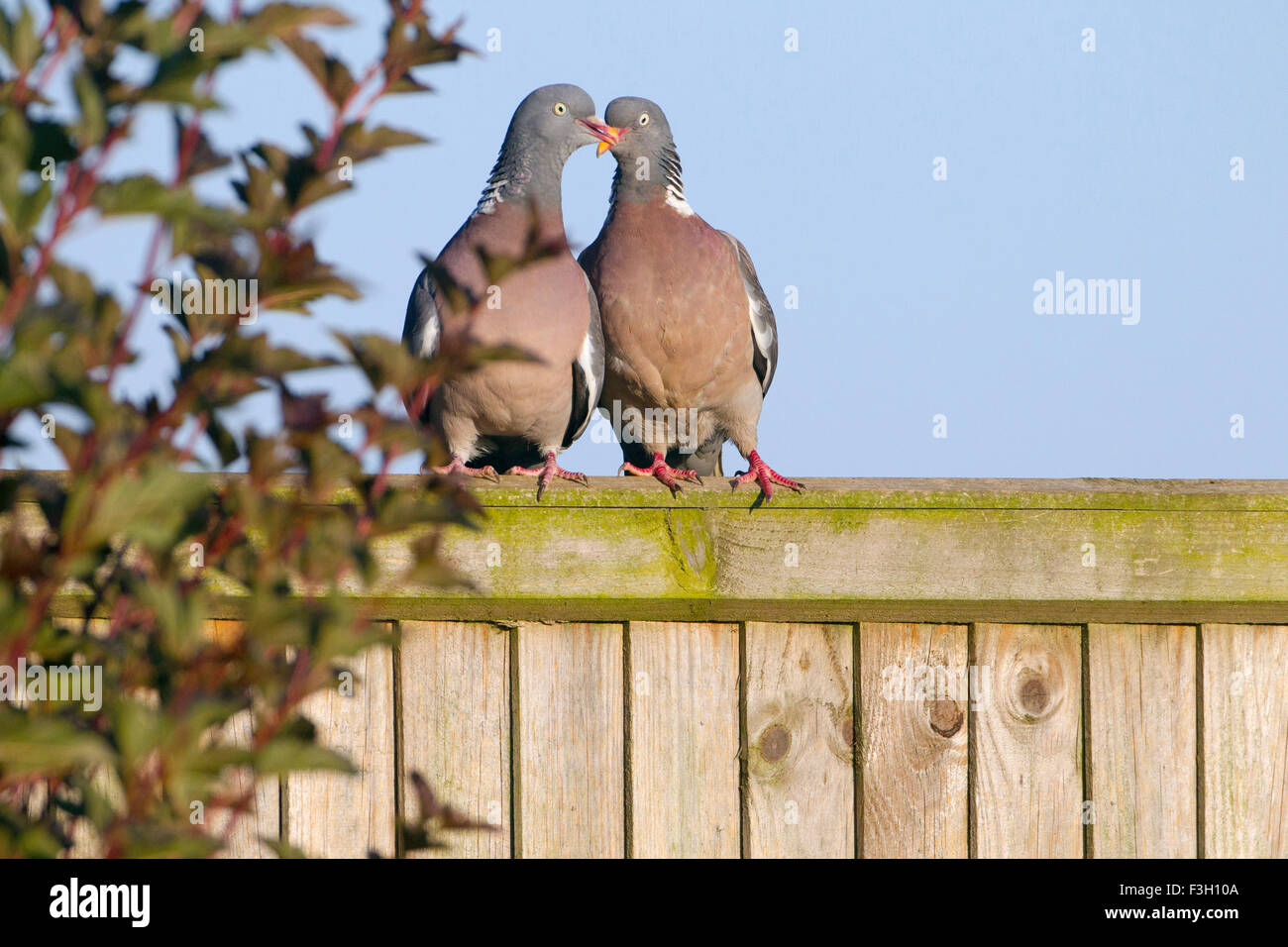 Colombacci Columba palumbus corteggiamento Foto Stock