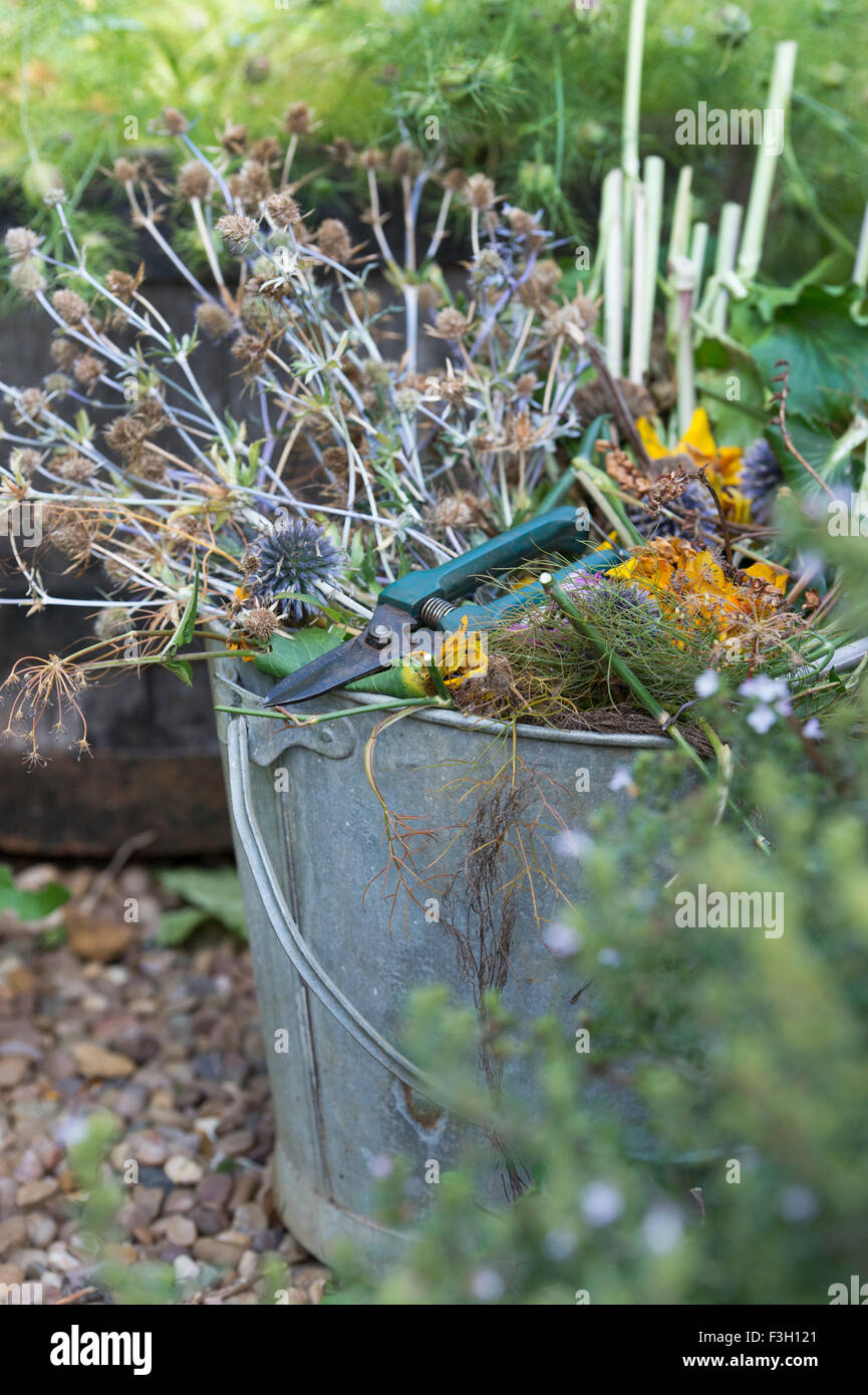 Benna di metallo pieno di scarti da giardino dopo la cancellazione di fiori nel giardino in autunno. Regno Unito Foto Stock