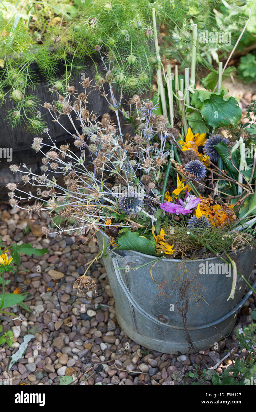 Benna di metallo pieno di scarti da giardino dopo la cancellazione di fiori nel giardino in autunno. Regno Unito Foto Stock