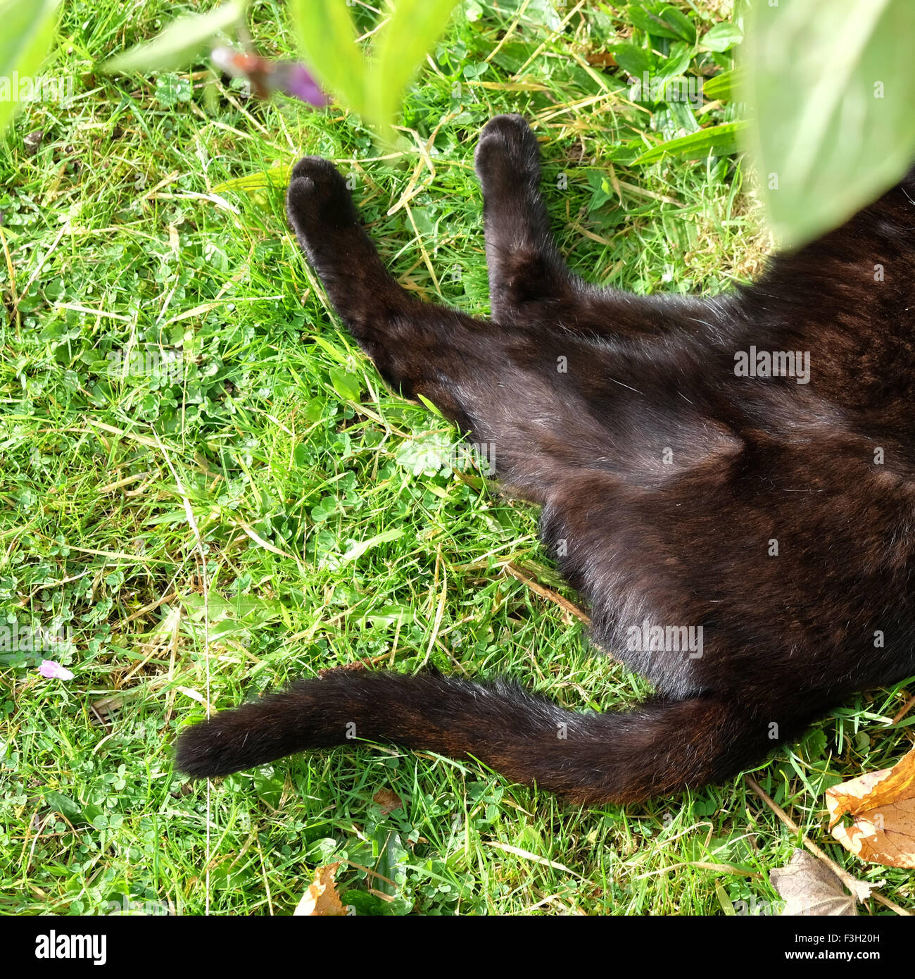 Gatto nero la estremità posteriore la metà di un gatto nero appoggiato in boccole in un giardino REGNO UNITO Foto Stock