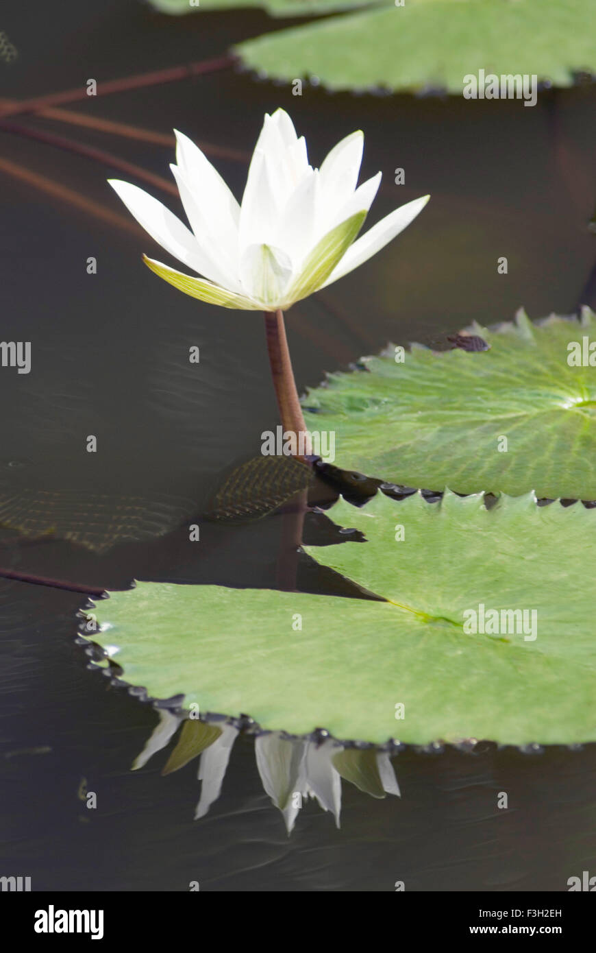 White Lotus acqua comune lily nyphaea pubescens ; Jijamata Udyan ; Mumbai Bombay ; Maharashtra ; India Foto Stock