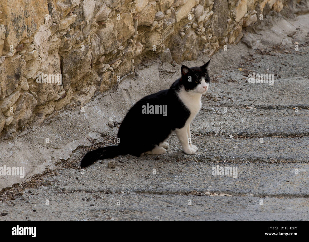 Un gatto in roaming per le strade di Vouni a Cipro Foto Stock