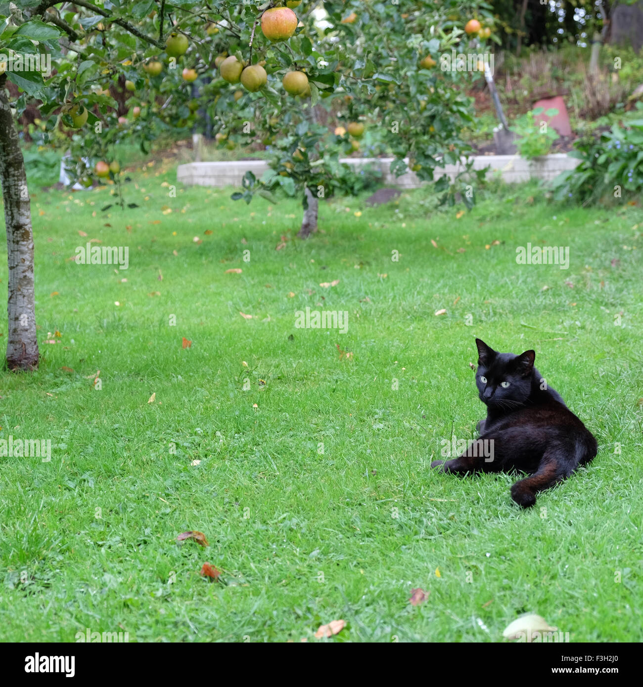 Domestico pet nero cat seduto su un giardino di erba per prato all'inglese tra alberi di Apple nel mese di ottobre Foto Stock