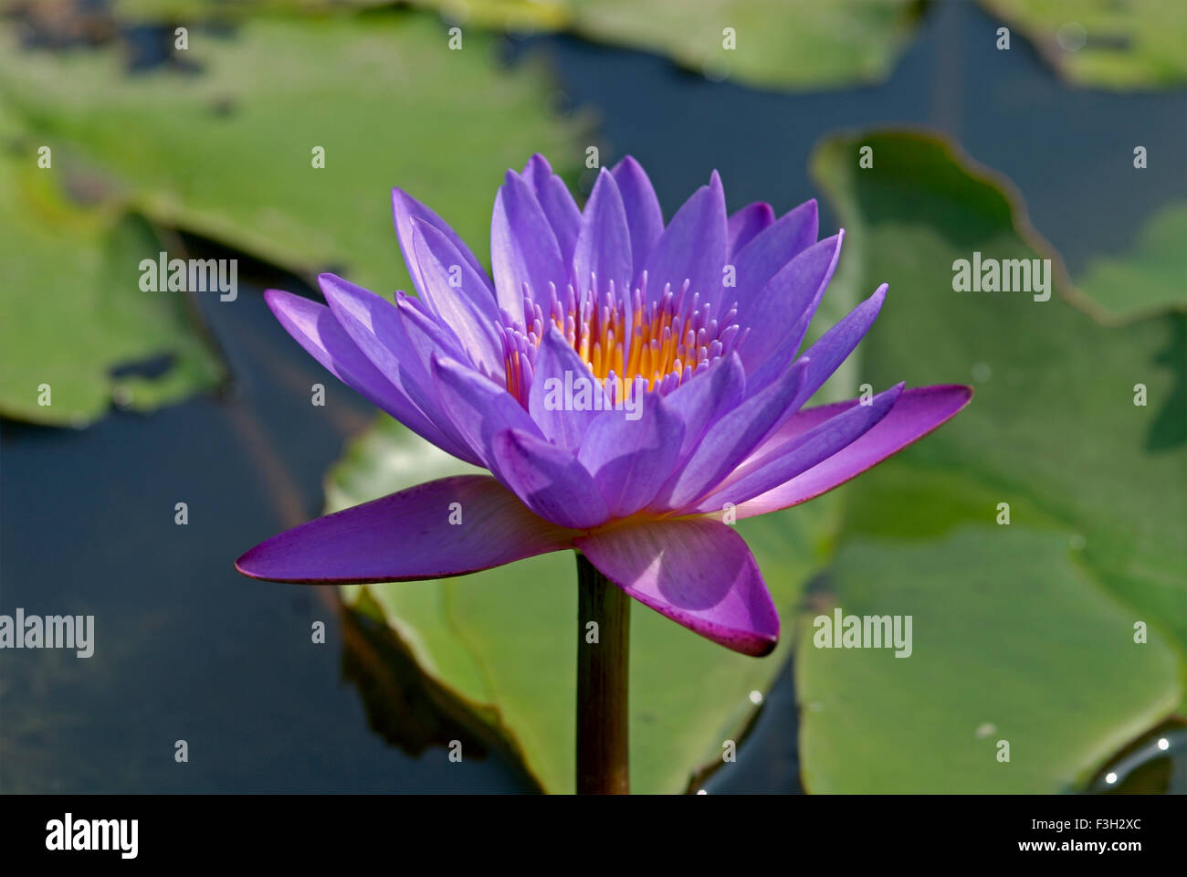 Viola in Lotus Pond ; Rajkot ; Gujarat ; India Foto Stock