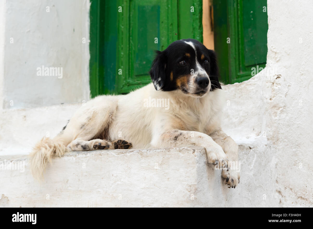 Bianco e nero cane su un portico Foto Stock