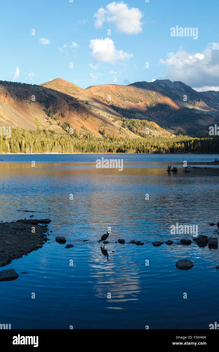 Bird stagliano in Lake Mary in Mammoth Lakes Basin al tramonto Foto Stock