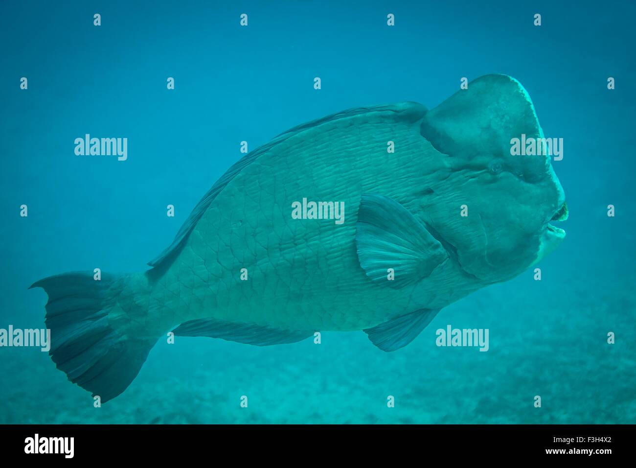 Close up bumphead pesce pappagallo (Bolbometopon muricatum), Bali, Indonesia Foto Stock