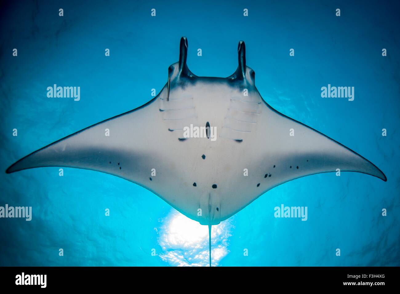 Basso angolo vista di Manta Ray (Manta Alfredi) alimentazione in corrispondenza di una superficie, Raja Ampat, Papua occidentale, in Indonesia Foto Stock