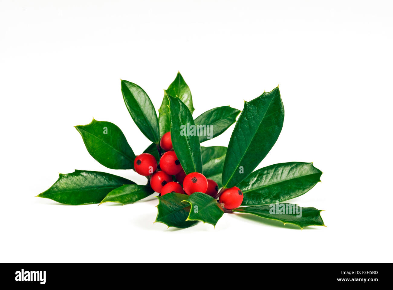 Agrifoglio e bacche su uno sfondo bianco. Foto Stock