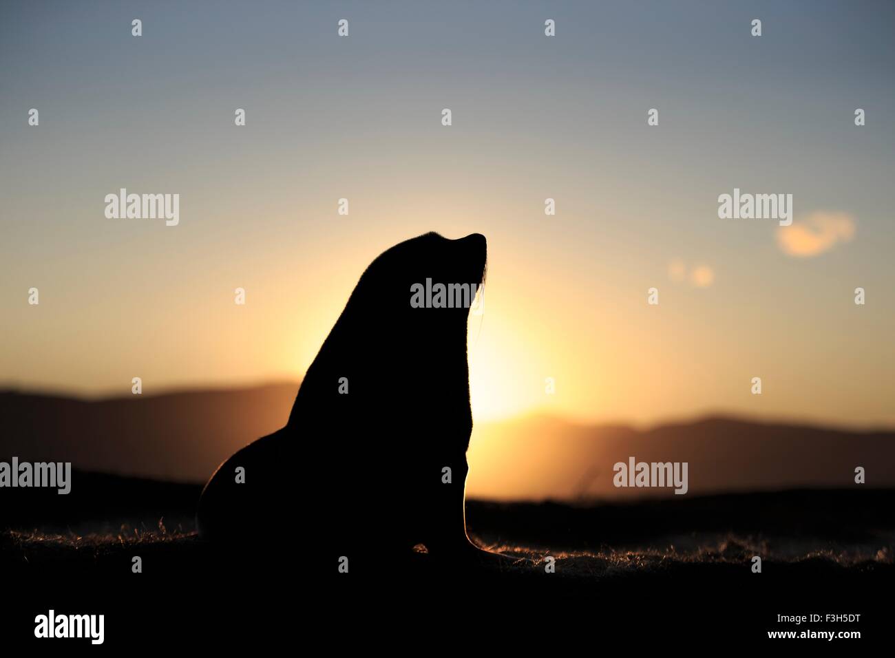 Stagliano Sud della pelliccia sigillo (arctocephalus forsteri) al tramonto, Katiki punto, Moeraki, Nuova Zelanda Foto Stock