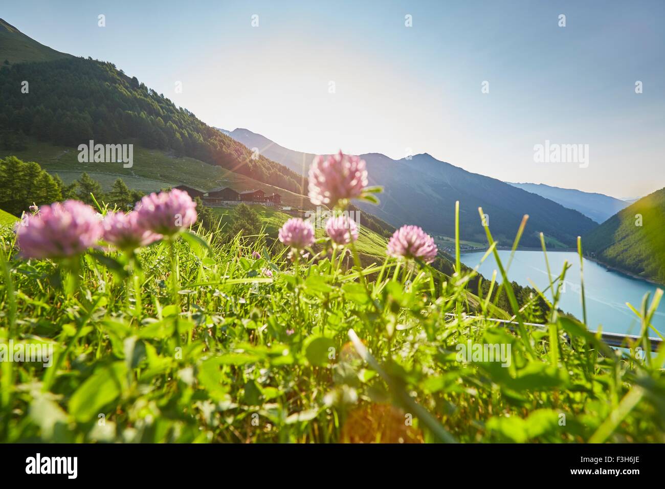 Fiori di trifoglio con vista del serbatoio di Vernago e Finailhof agriturismo Val Senales Alto Adige - Italia Foto Stock