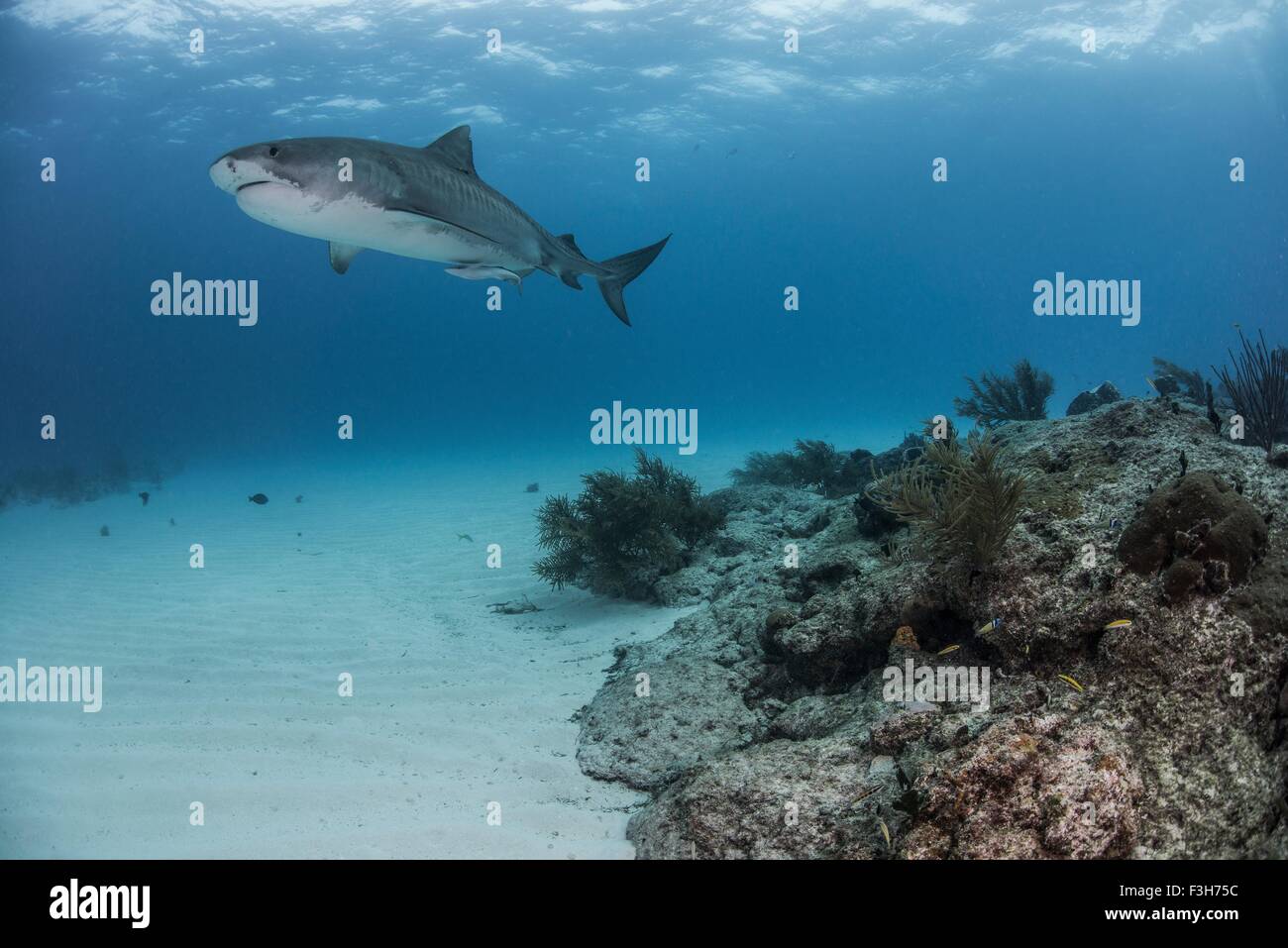 Tiger Shark (Galeocerdo cuvier) nuoto da reef nel nord Bahamas, dei Caraibi Foto Stock