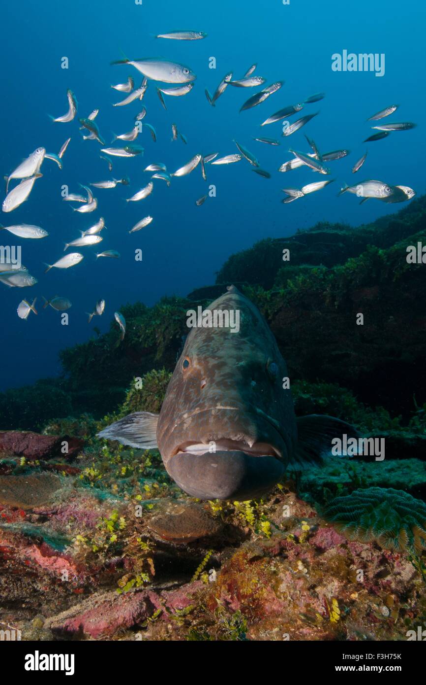 Nero (raggruppatore Microperca bonacci) circondato da pesce a Xcalak Marine Park, Quintana Roo, Messico Foto Stock