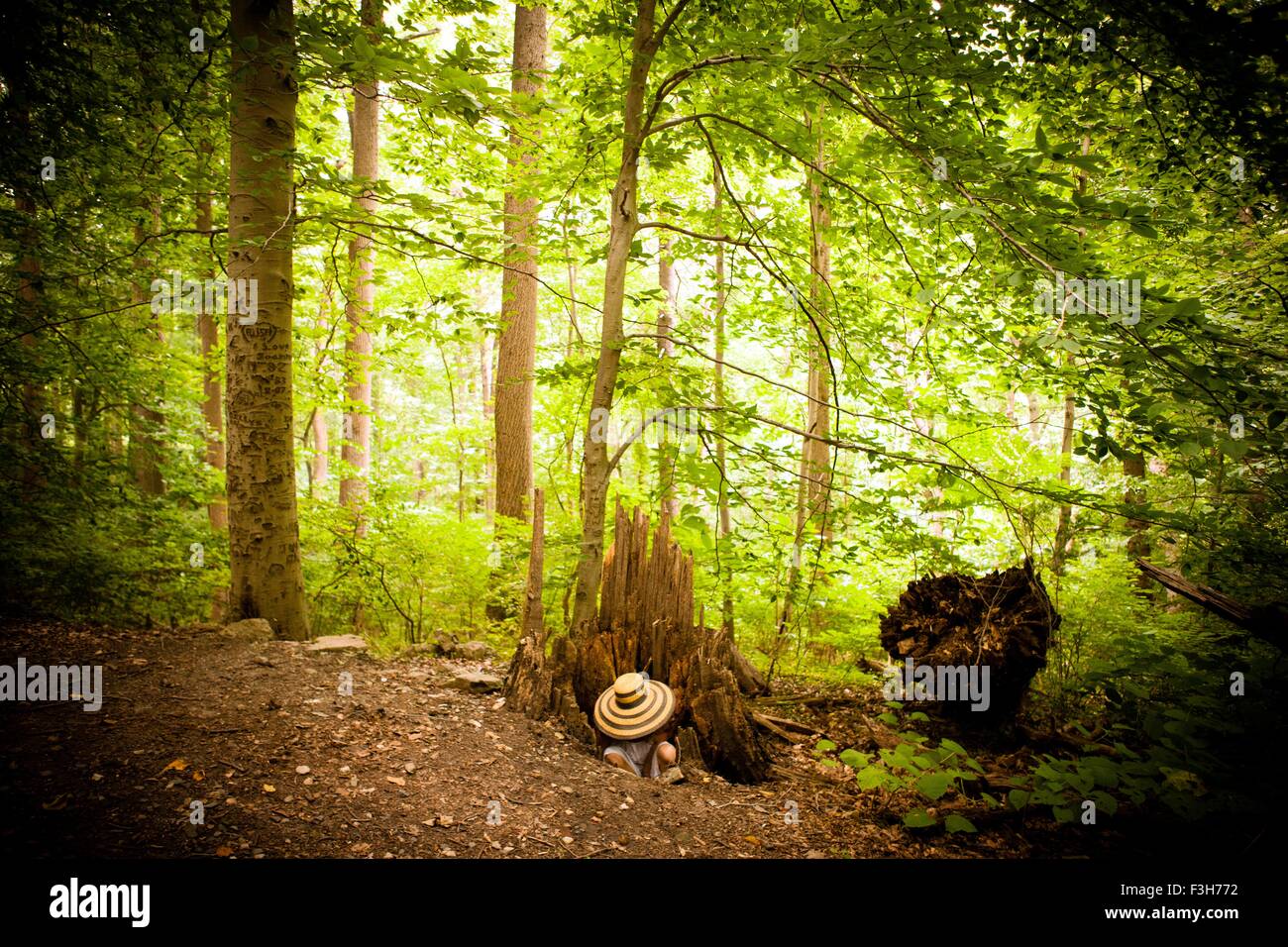 Metà donna adulta nascondere sotto il cappello in foresta Foto Stock