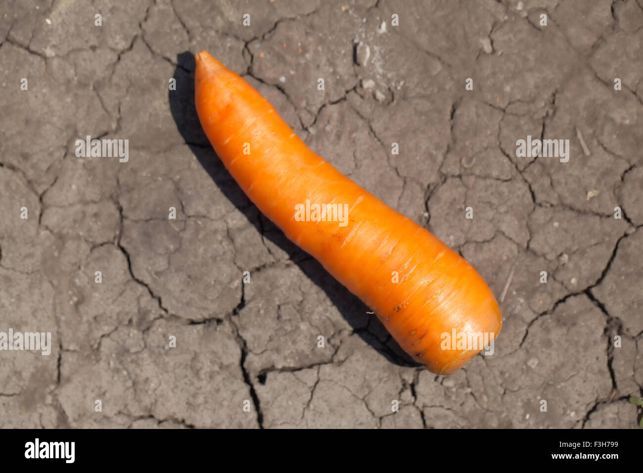 Un organico di carote fresche sulla terra asciutta Foto Stock
