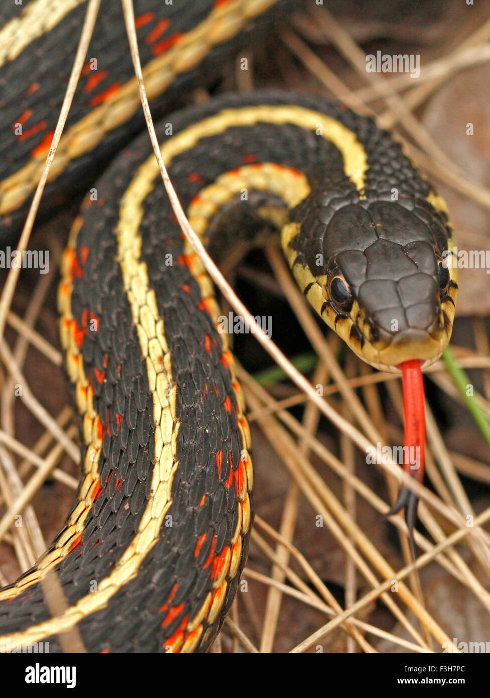 Faccia rossa garter snake Thamnophis sirtalis parietalis in Narcisse tane di serpente, Manitoba, Canada. Foto Stock