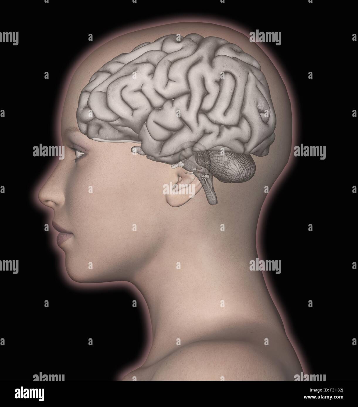 3D rendering di computer del cervello umano sovrapposta alla testa di donna Foto Stock