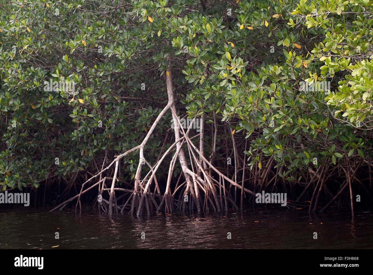 Palude di mangrovia rossa, Rhizophora mangle, nel Parco Collier-Seminole del sud della Florida, Stati Uniti d'America Foto Stock