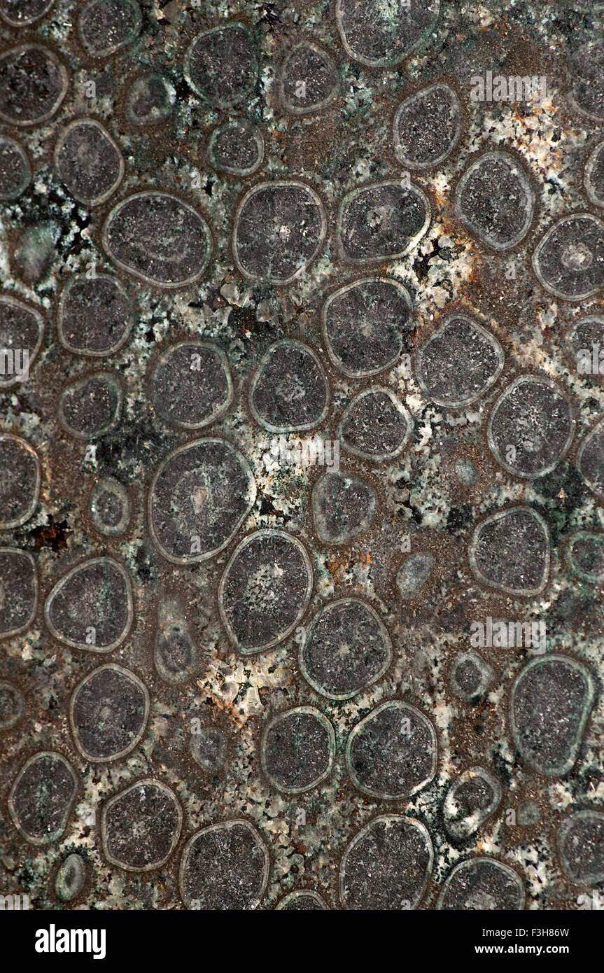 Orbicular gabbri, un plutonic roccia ignea dall'inizio del periodo Cretaceo. Origine: Dehesa, San Diego County Foto Stock