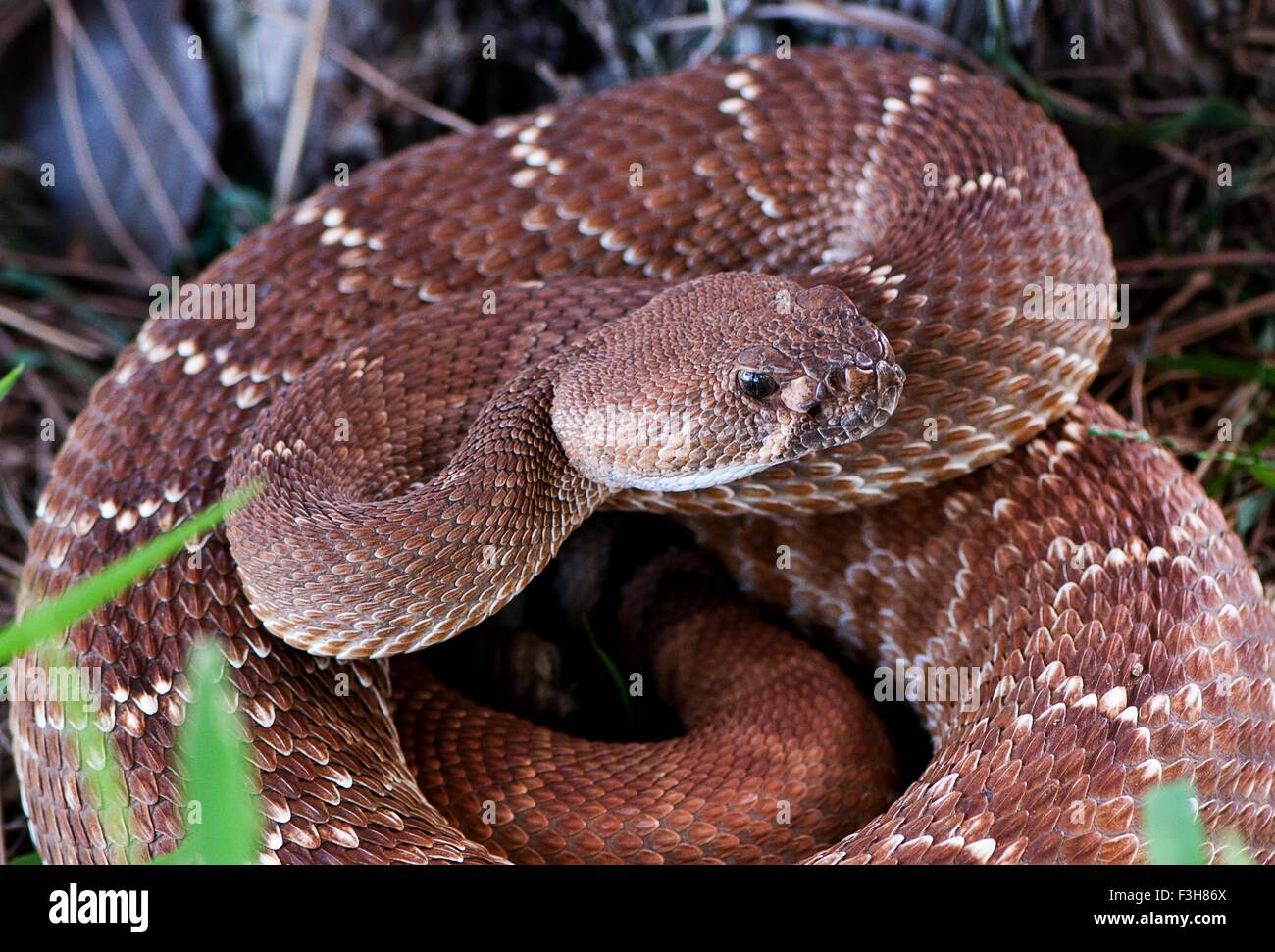 Pacific rattlesnake, (Crotalus oreganus), CALIFORNIA, STATI UNITI D'AMERICA Foto Stock
