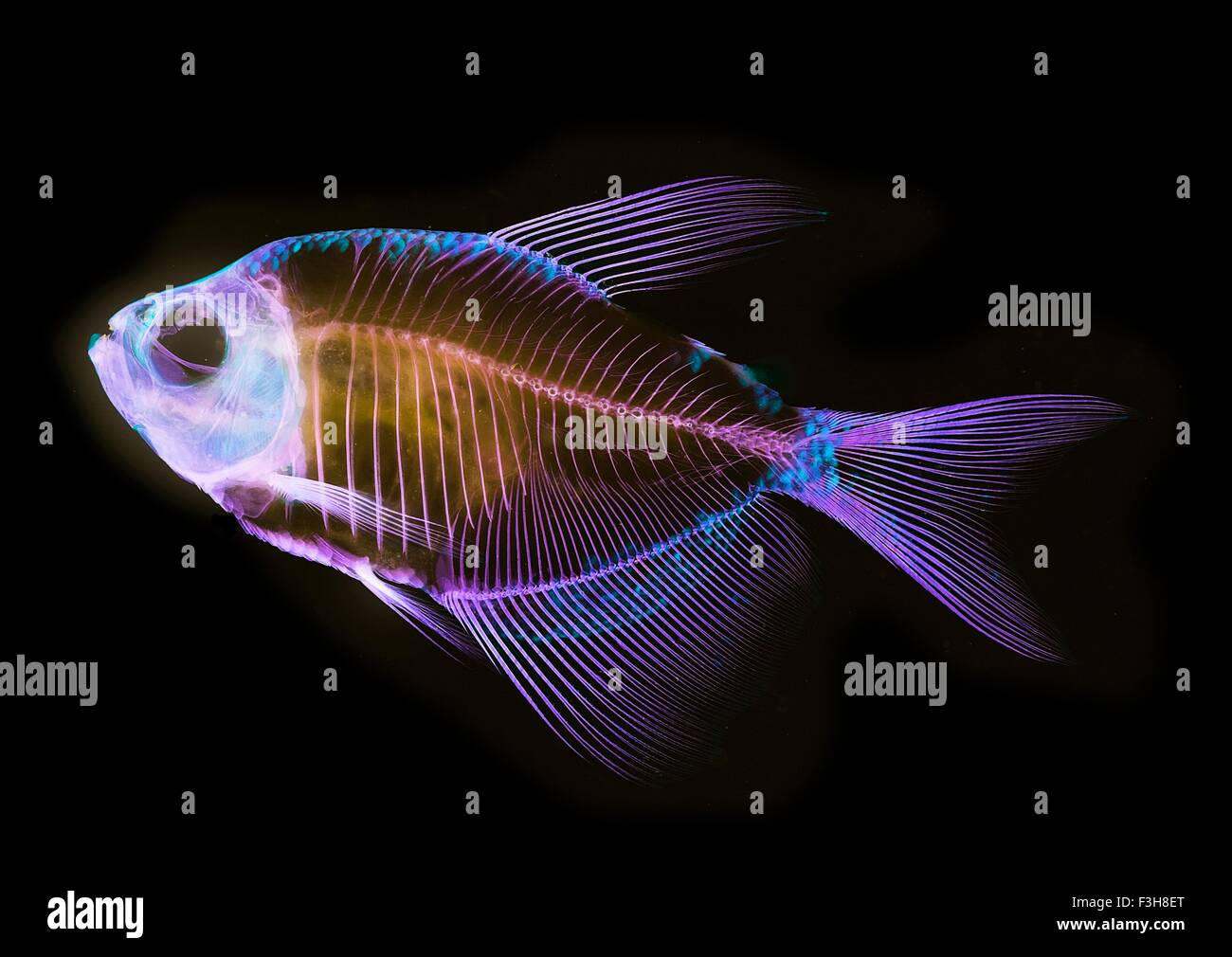 Alizarina macchia di osso anatomica dello scheletro di pesce Preparazione di un bianco alettato di tetra Foto Stock