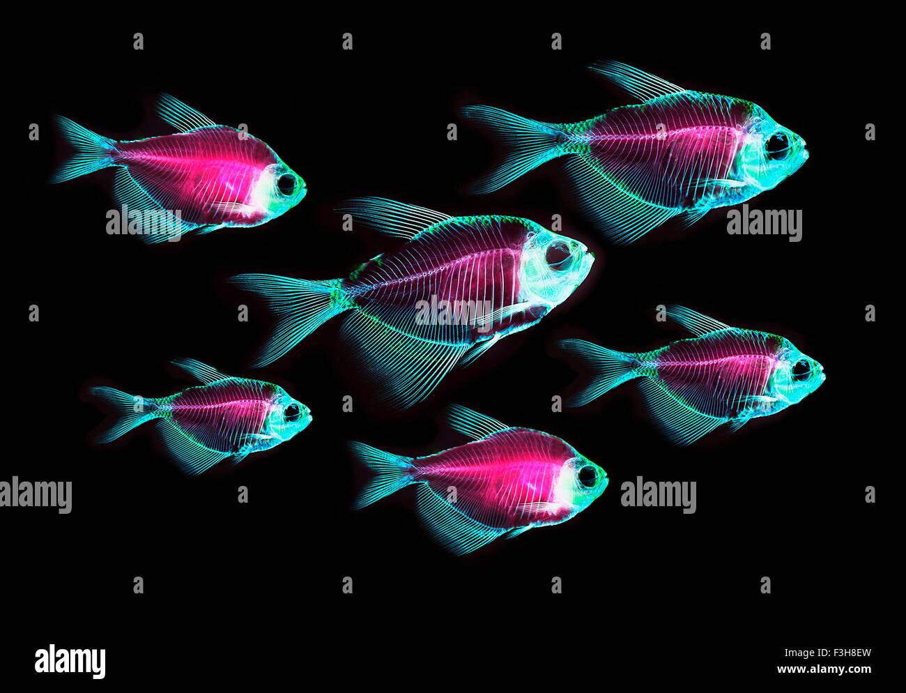 Rosso alizarina macchia di osso anatomica dello scheletro di pesce Preparazione di un bianco alettato di tetra Foto Stock
