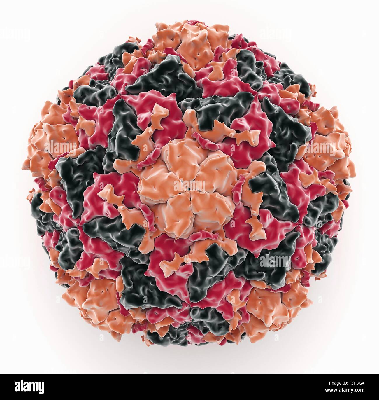 Il rhinovirus umani del virione Foto Stock