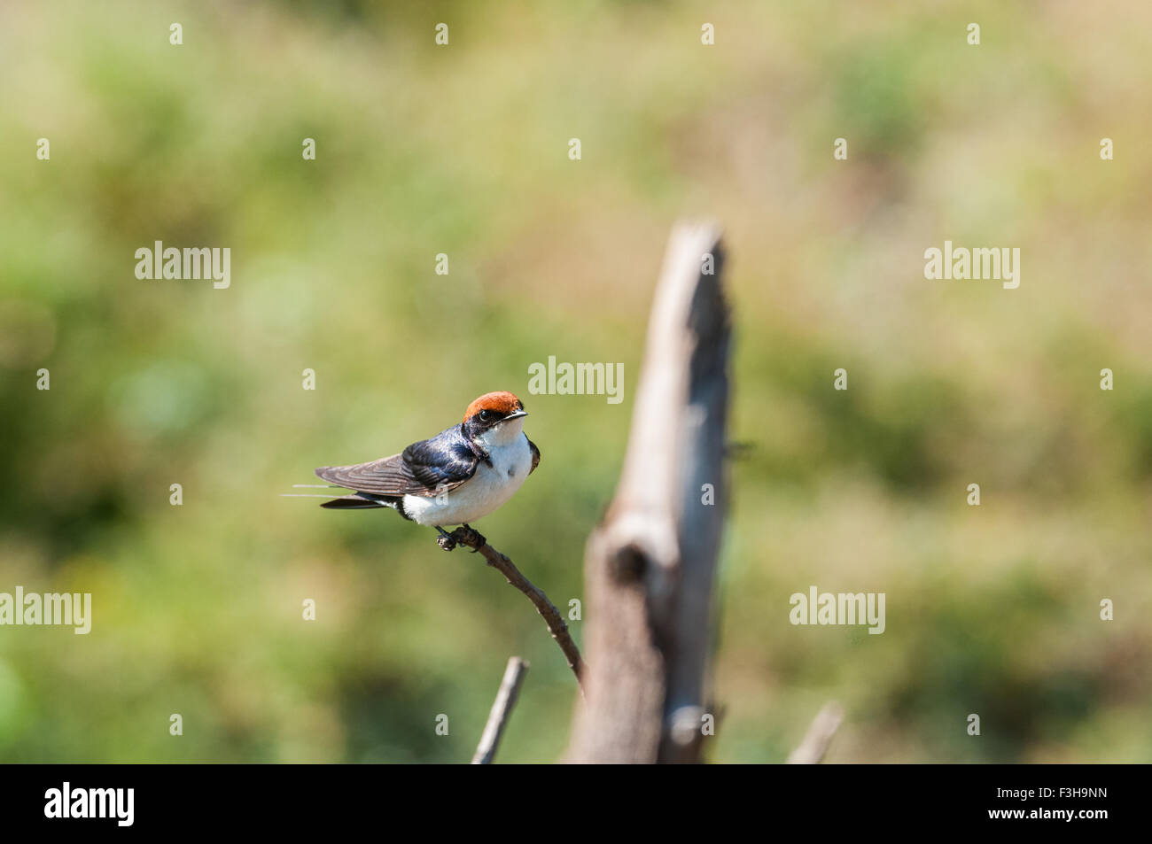 Filo-tailed swallow appollaiato su un ramo sottile Foto Stock