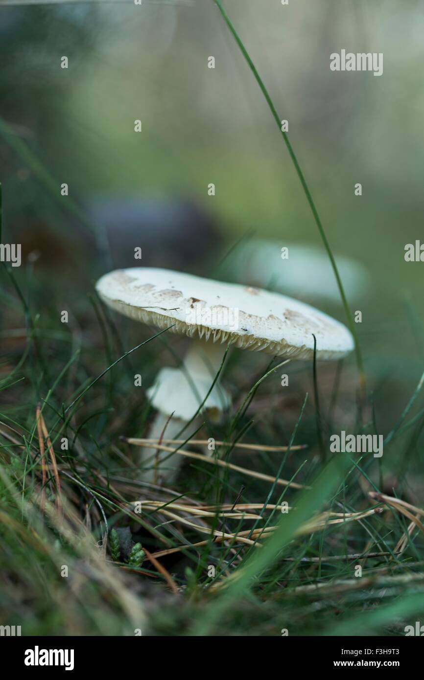 Chiusura del fungo bianco in erba Foto Stock