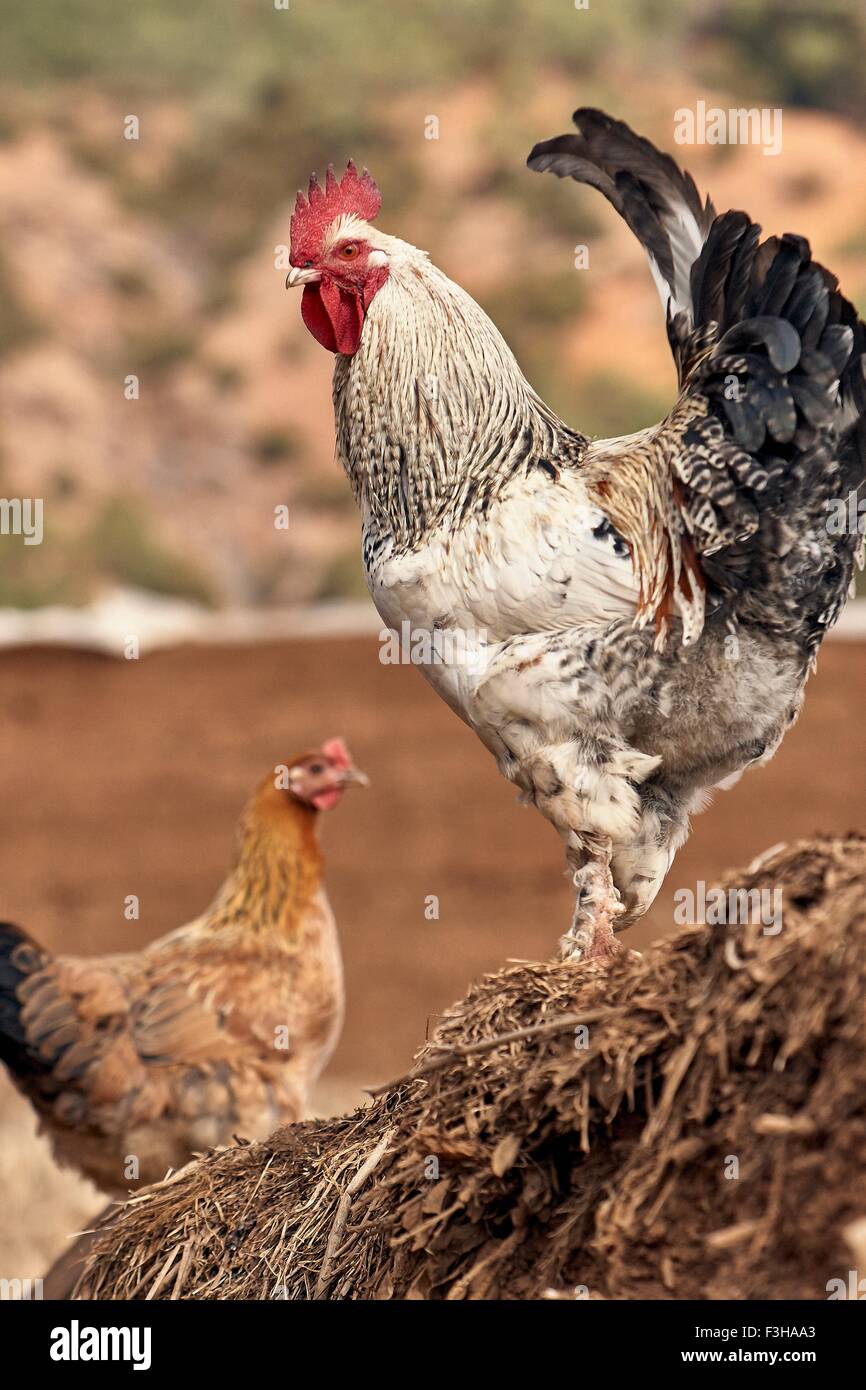 Ritratto di gallo e di gallina, Lago Lugu, Yunnan, Cina Foto Stock