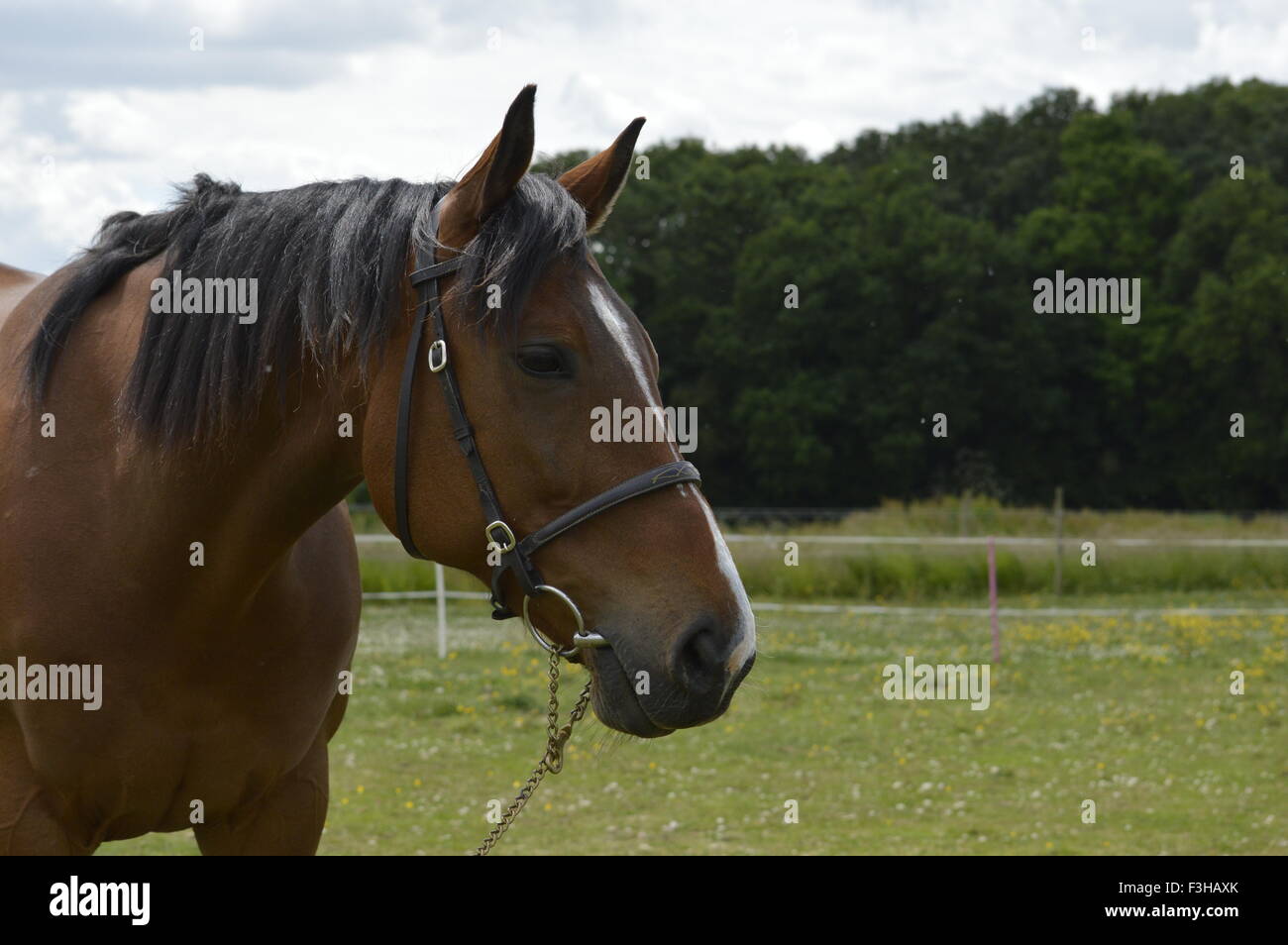 Bay cavallo ritratto in un campo. Foto Stock
