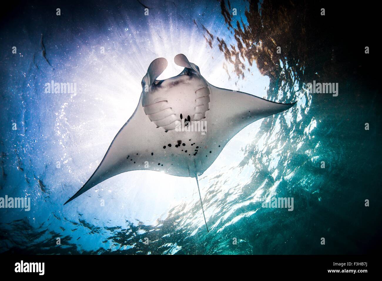 Underwater basso angolo vista di Manta Ray (manta alfredi) alimentazione alla superficie dell'oceano, Bali, Indonesia Foto Stock