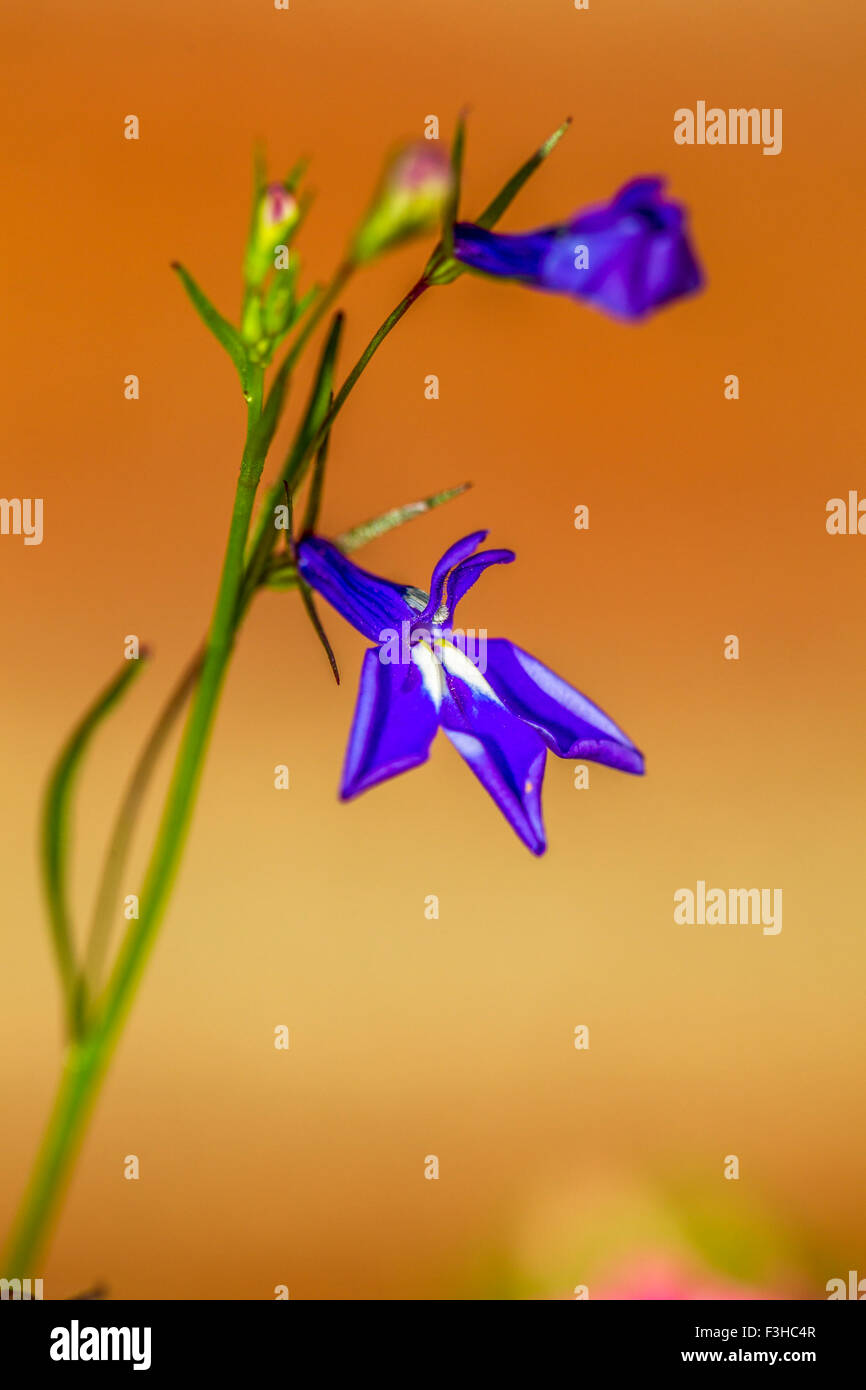 Chiudere fuori un lobella Foto Stock