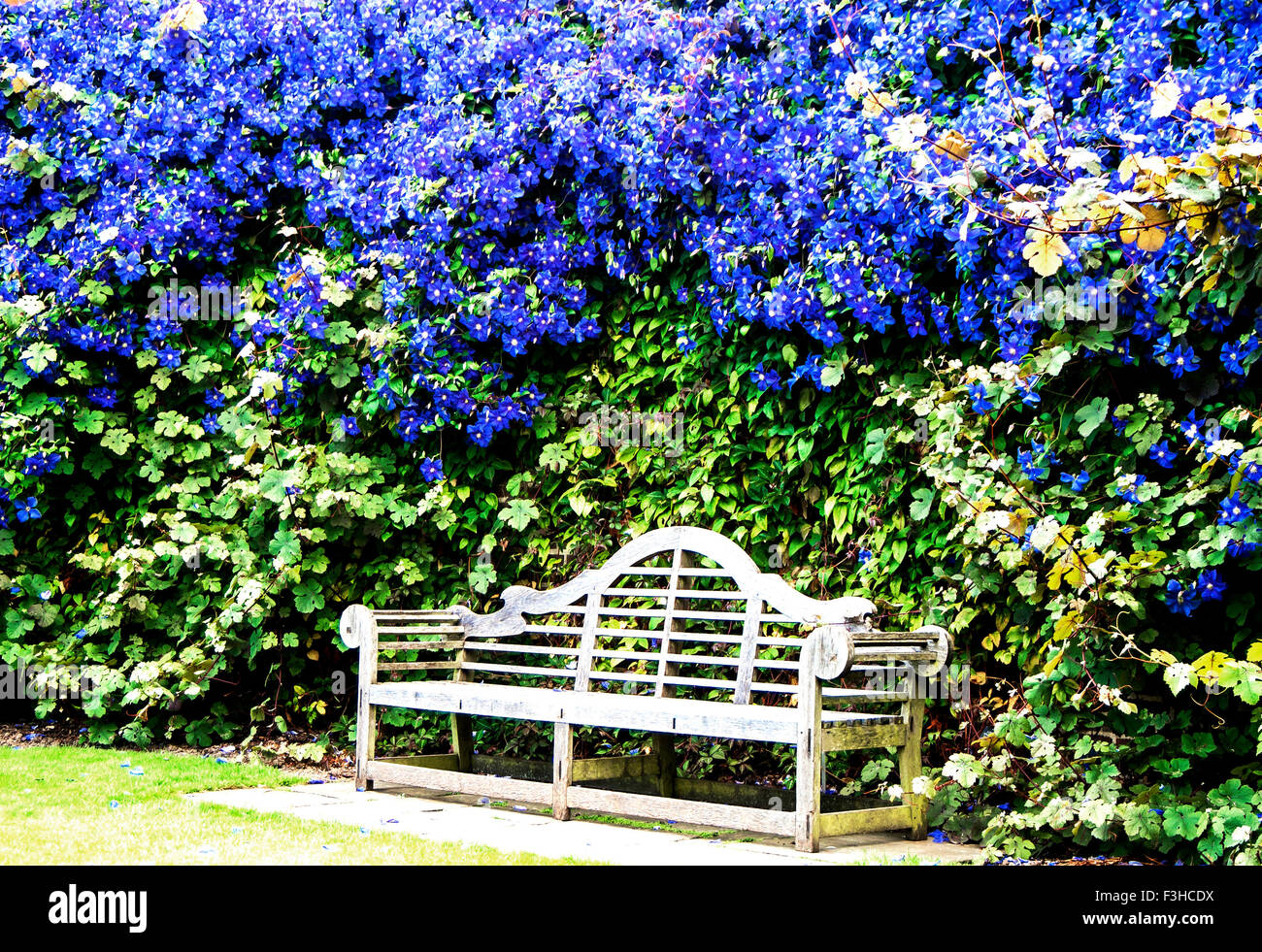 Banco in un giardino di spicco con la clematide Foto Stock
