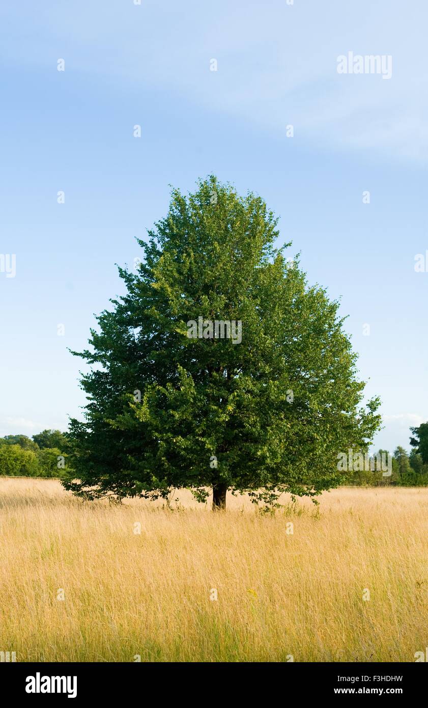 Albero nel campo della lunga estate erba Foto Stock