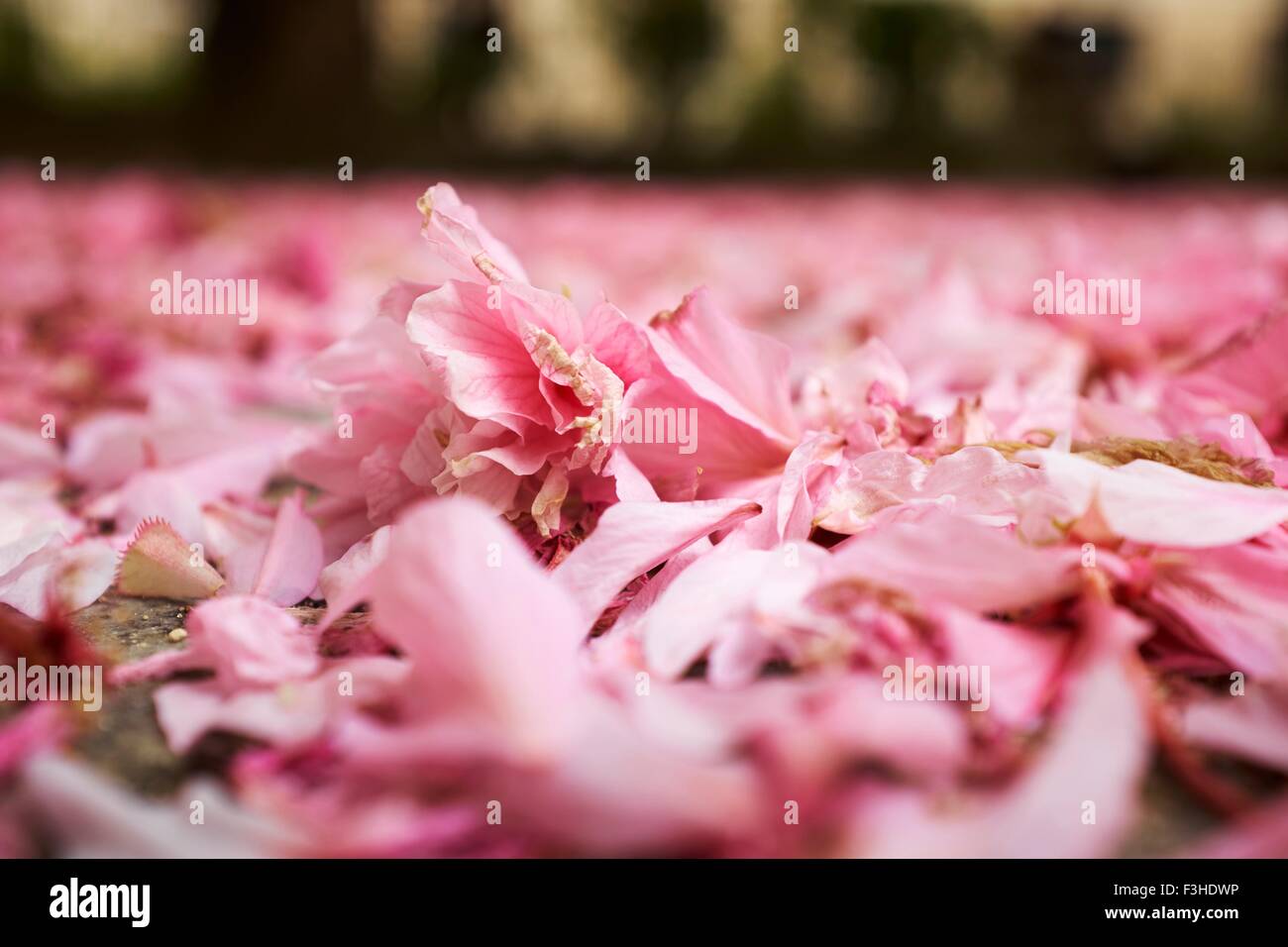 La superficie di visualizzazione a livello di primavera rosa petali di fiore sul terreno del parco Foto Stock