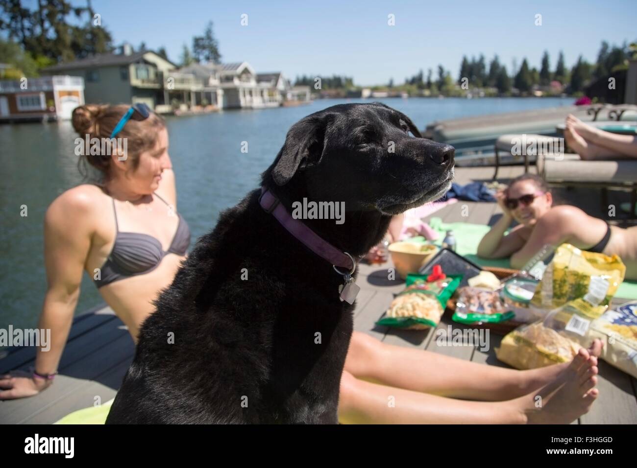 Cane e giovani donne picnicing sul molo fronte mare, Lake Oswego, Oregon, Stati Uniti d'America Foto Stock