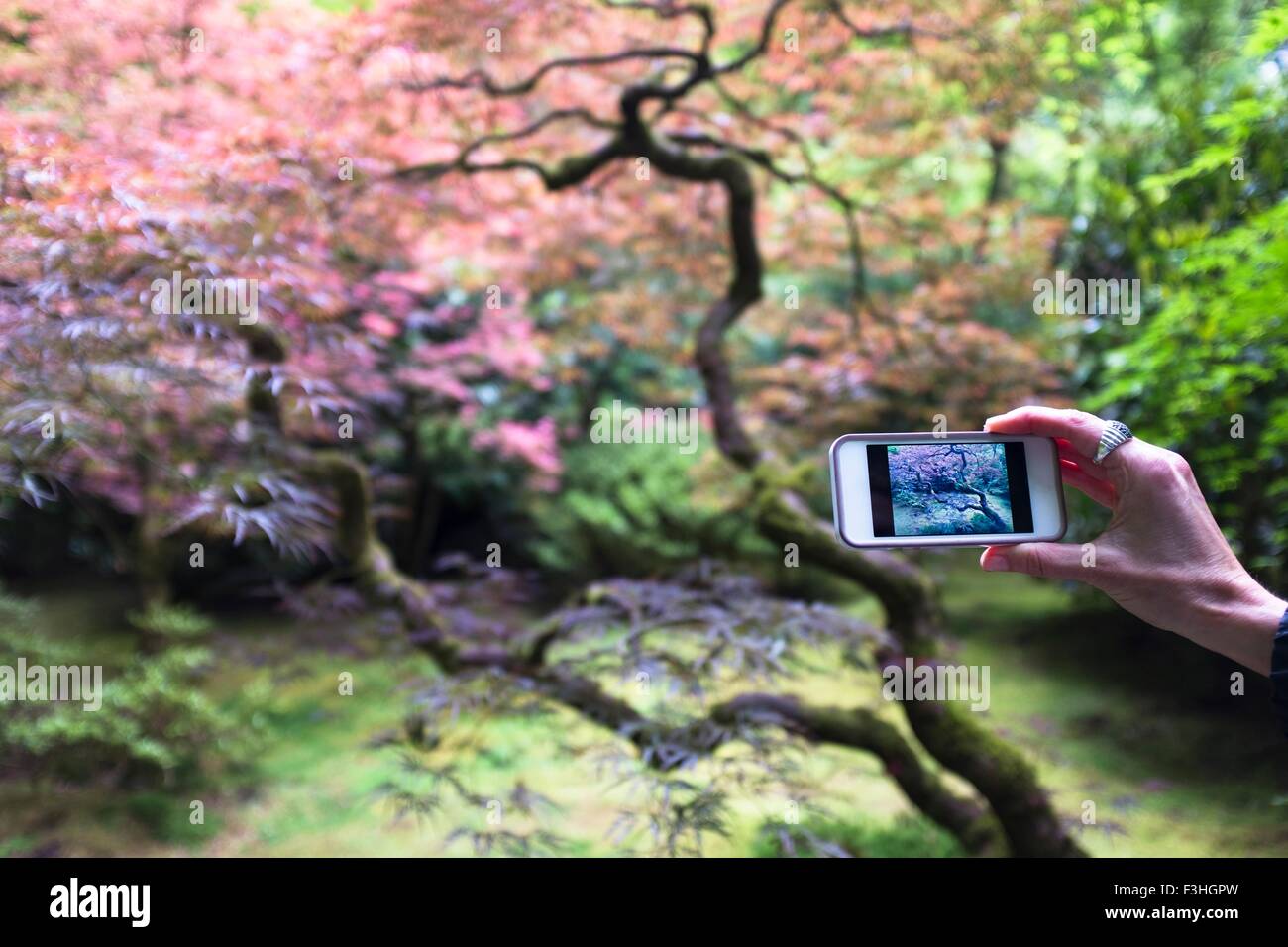 Giardino giapponese, Portland, Oregon, Stati Uniti d'America Foto Stock