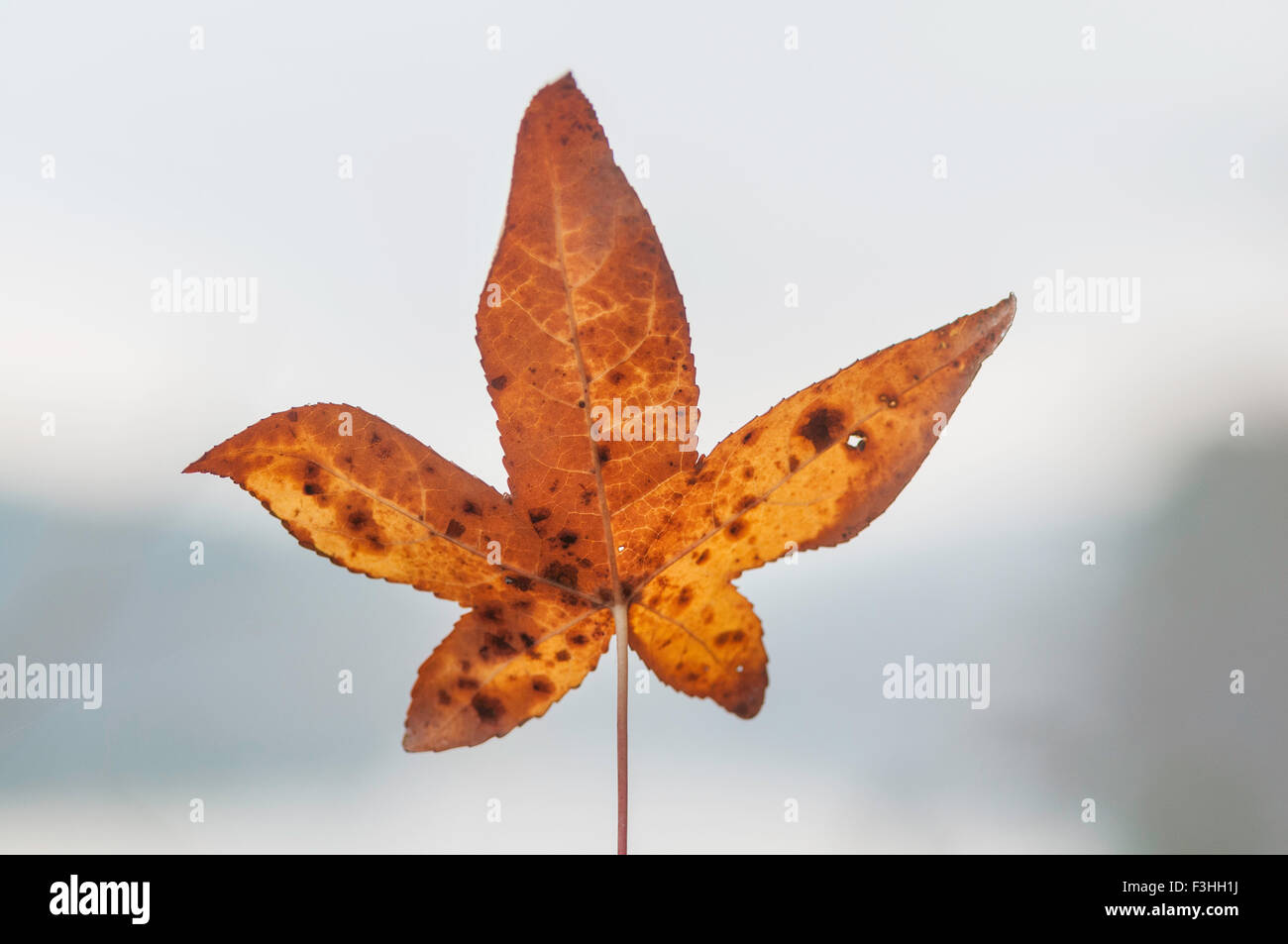 Lone Sweetgum (Liquidambar styraciflua) foglie nel tardo autunno Foto Stock