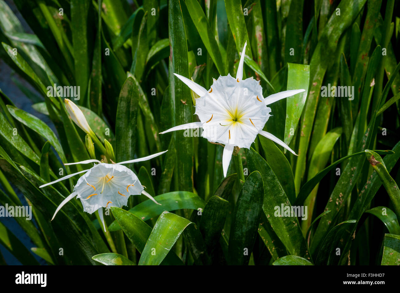 Cahaba Lily (Hymenocallis coronaria) fiorisce in Cahaba River National Wildlife Refuge vicino al West Blocton, Alabama Foto Stock