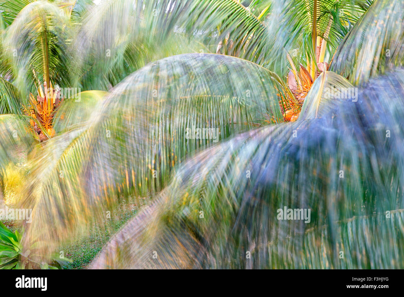 Palmeras mosso dal vento sulla spiaggia di Paje. Isola di Zanzibar. Tanzania. Africa Foto Stock