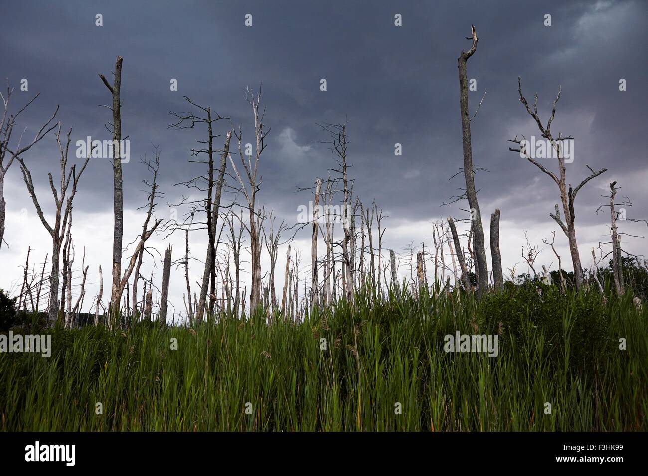 Morto e rotture di alberi contro il cielo drammatico Foto Stock