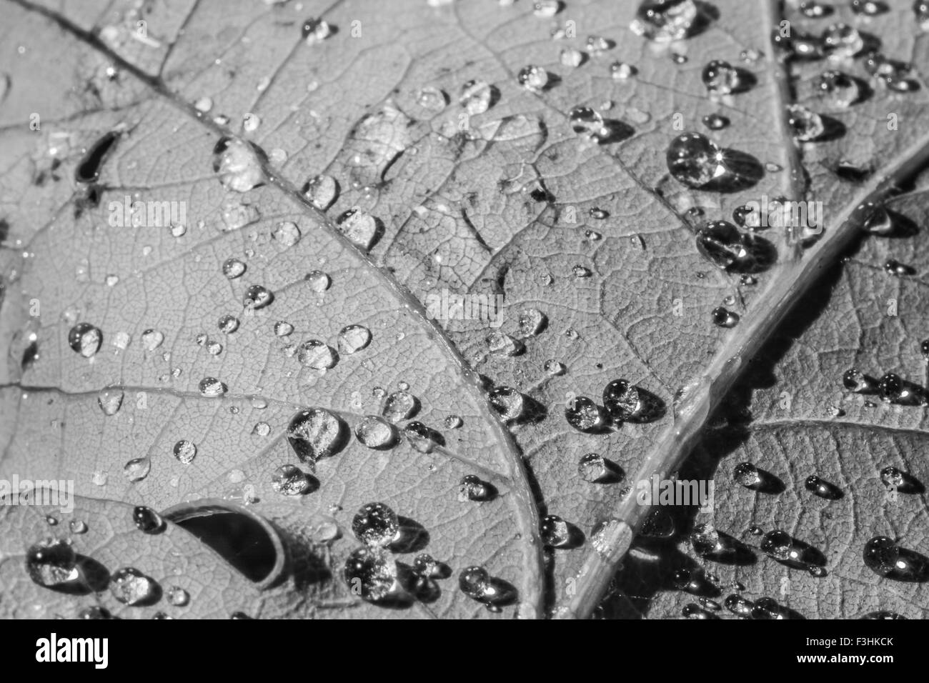 Gocce sulla macro foglia in bianco e nero Foto Stock