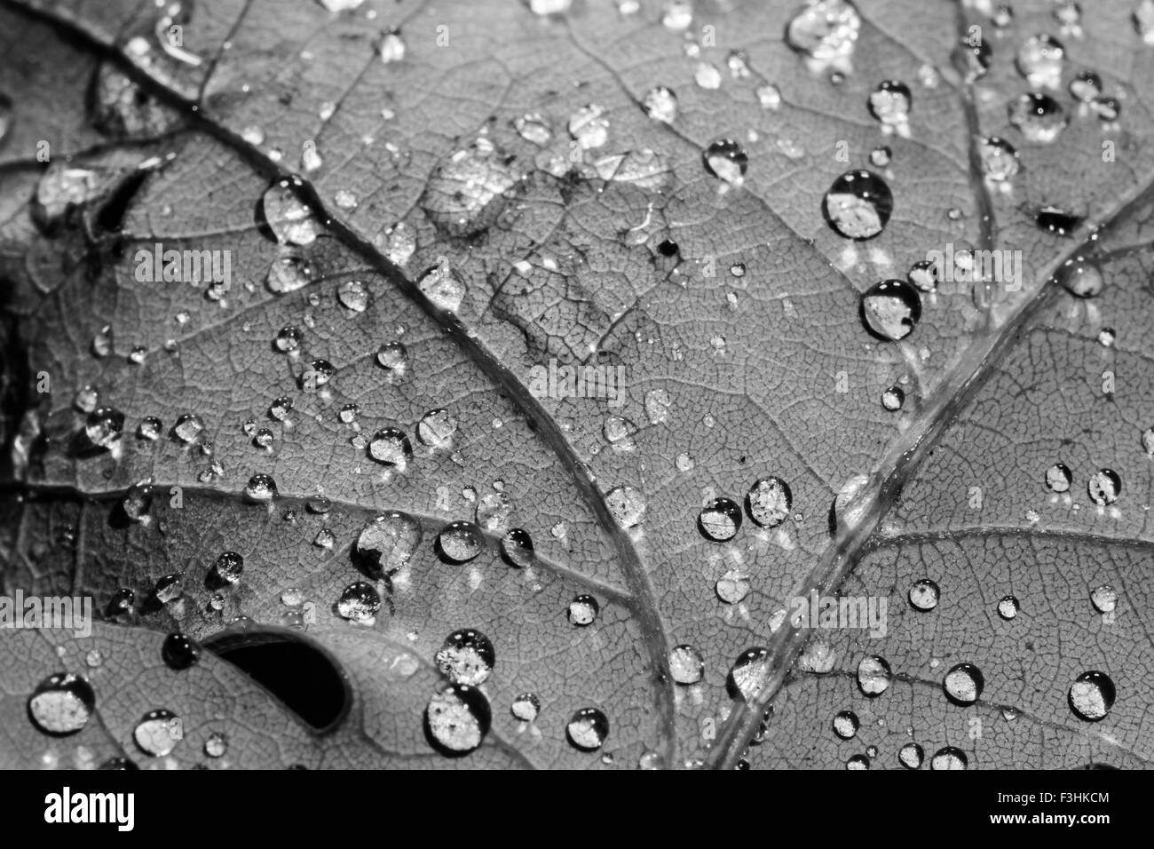 Gocce sulla macro foglia in bianco e nero Foto Stock