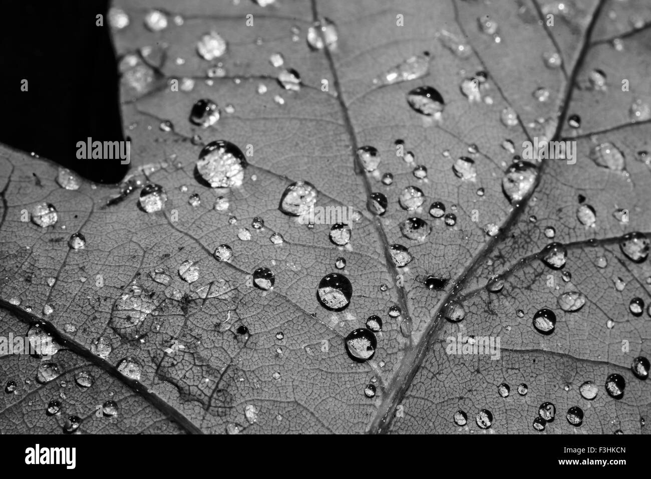 Gocce sulla macro foglia in bianco e nero Foto Stock