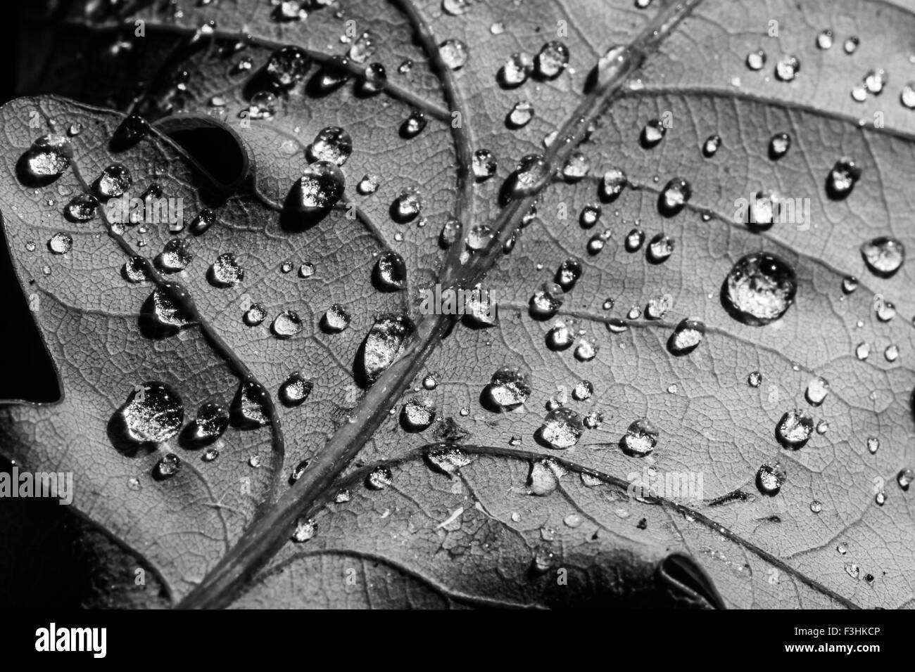 Gocce sulla macro foglia in bianco e nero Foto Stock