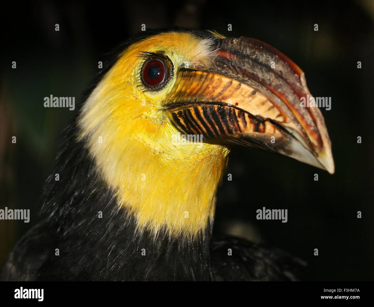 Voce maschile del sudest asiatico di Temminck o Sulawesi Hornbill (Rhabdotorrhinus exarhatus, dal caso Penelopides exarhatus) Foto Stock