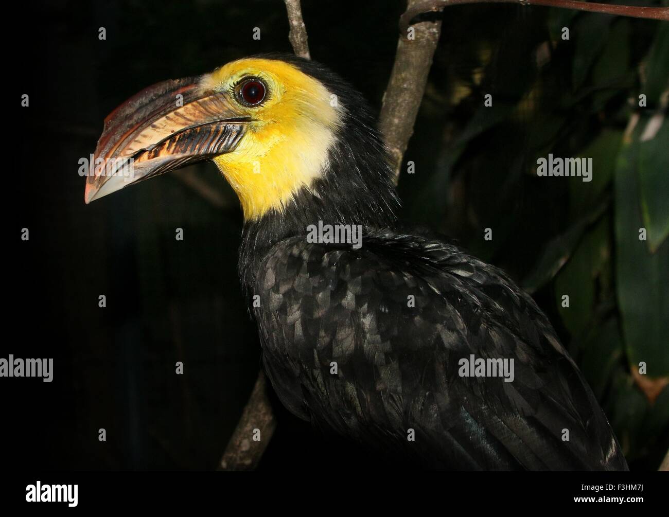 Voce maschile del sudest asiatico di Temminck o Sulawesi Hornbill (Rhabdotorrhinus exarhatus, dal caso Penelopides exarhatus) Foto Stock