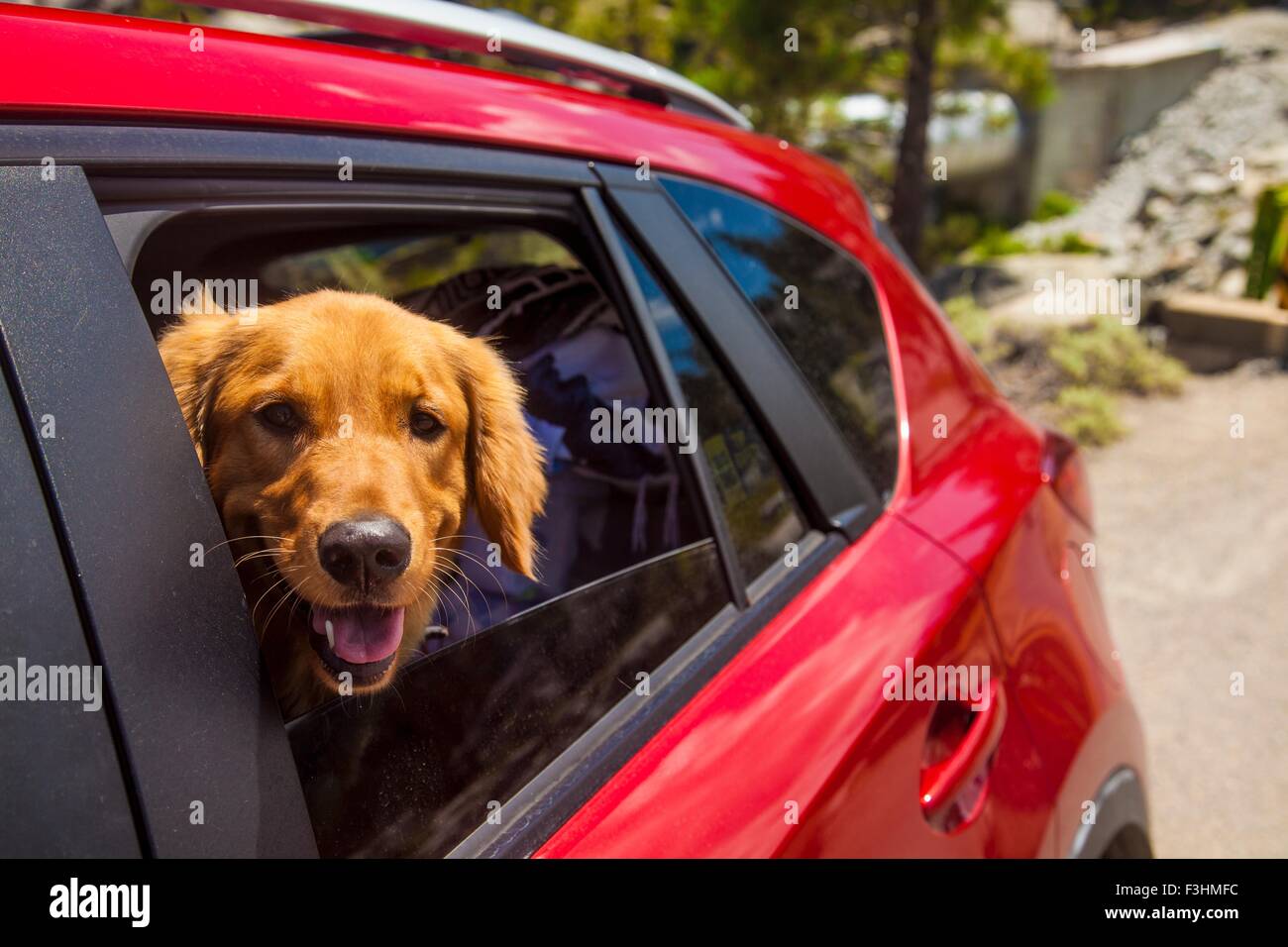 Cani inserimenti della testa al di fuori del rosso nella finestra auto Foto Stock